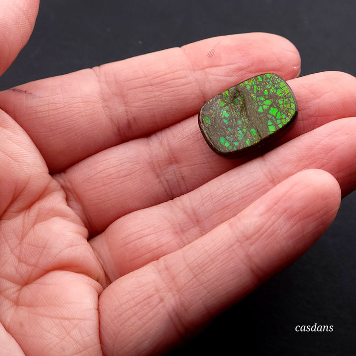 Ammolite