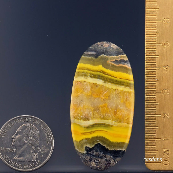 Bumblebee Jasper