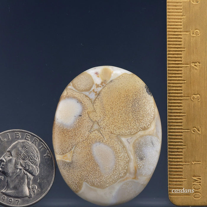 Cobra Jasper