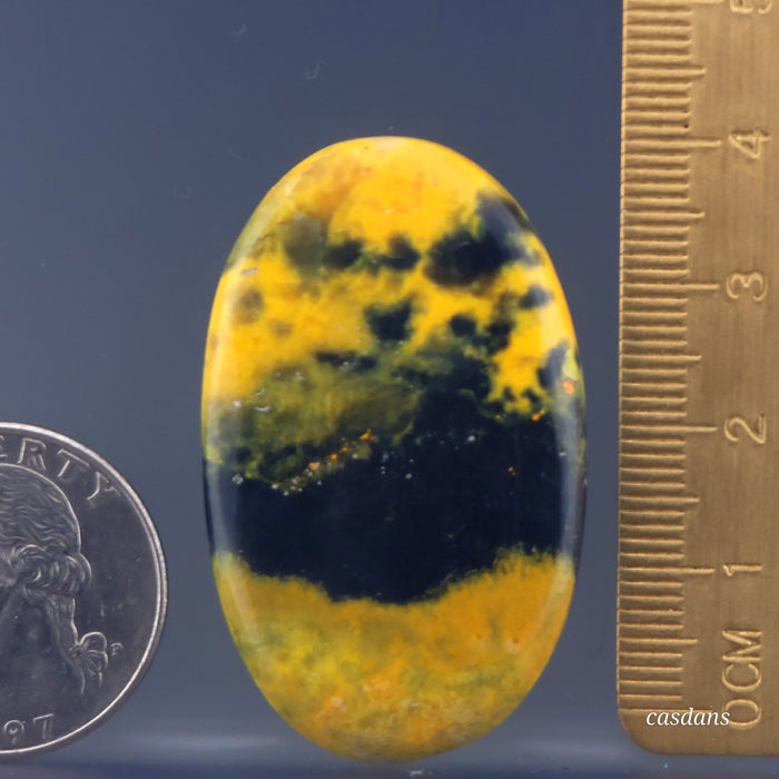 Bumblebee Jasper