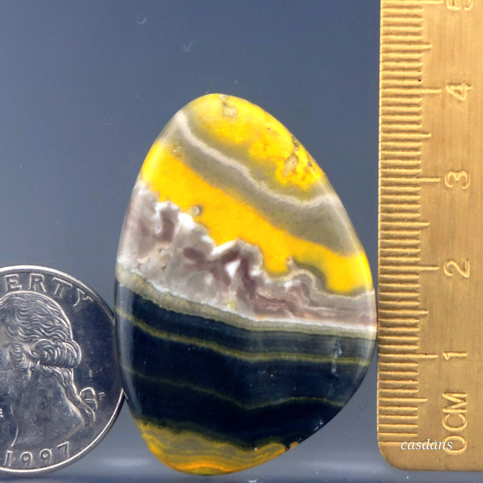 Bumblebee Jasper