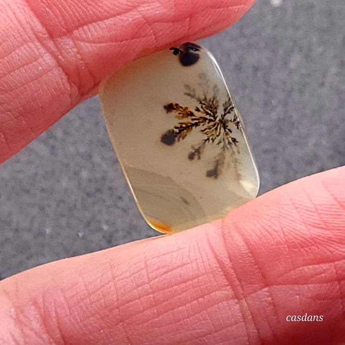 Scenic Dendritic Agate