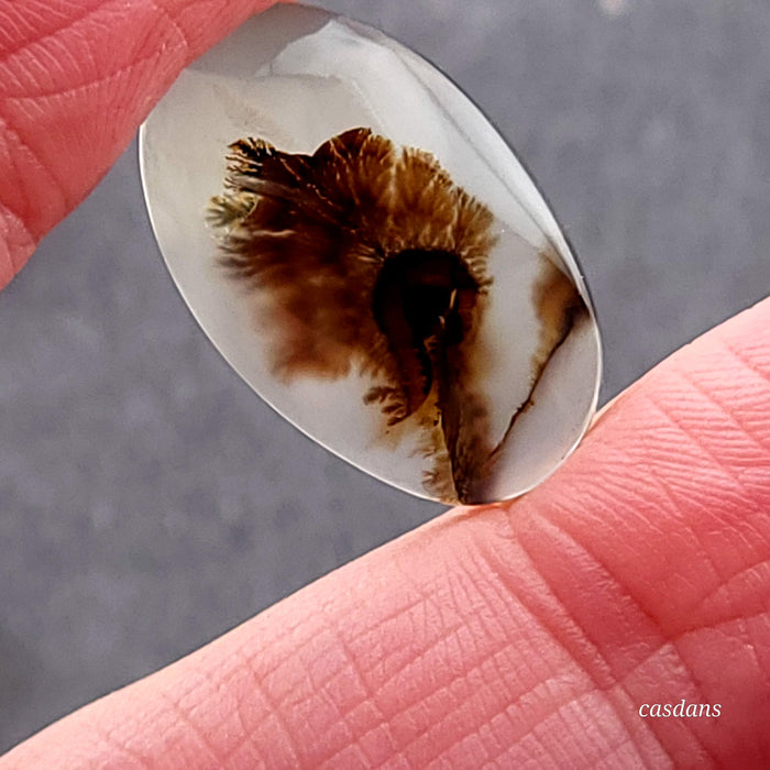 Scenic Dendritic Agate