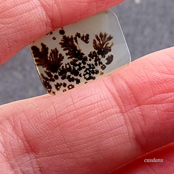 Scenic Dendritic Agate