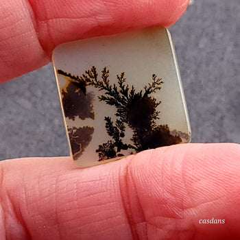 Scenic Dendritic Agate