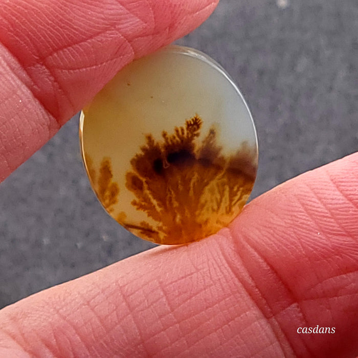 Scenic Dendritic Agate