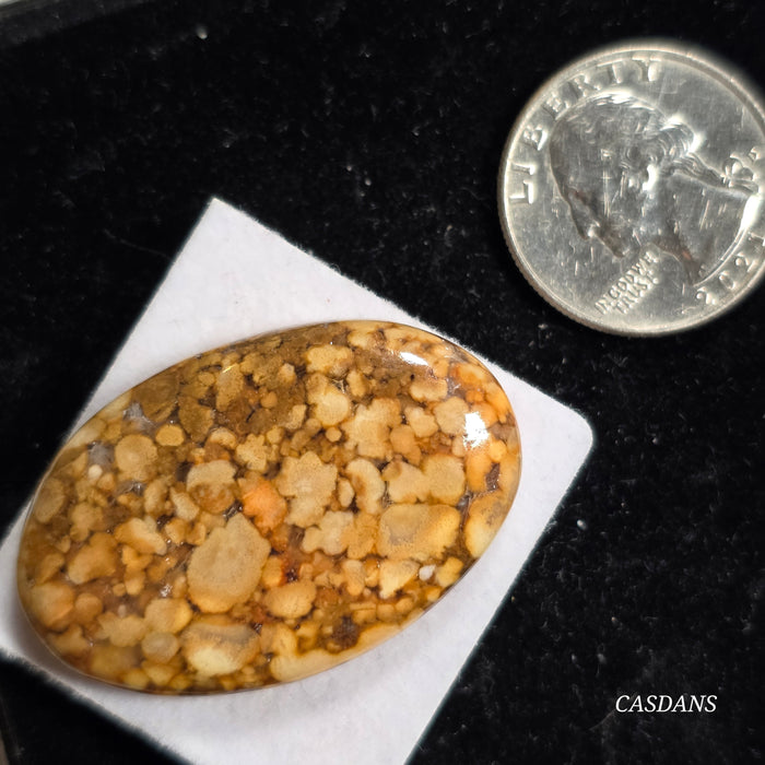 Cobra Jasper