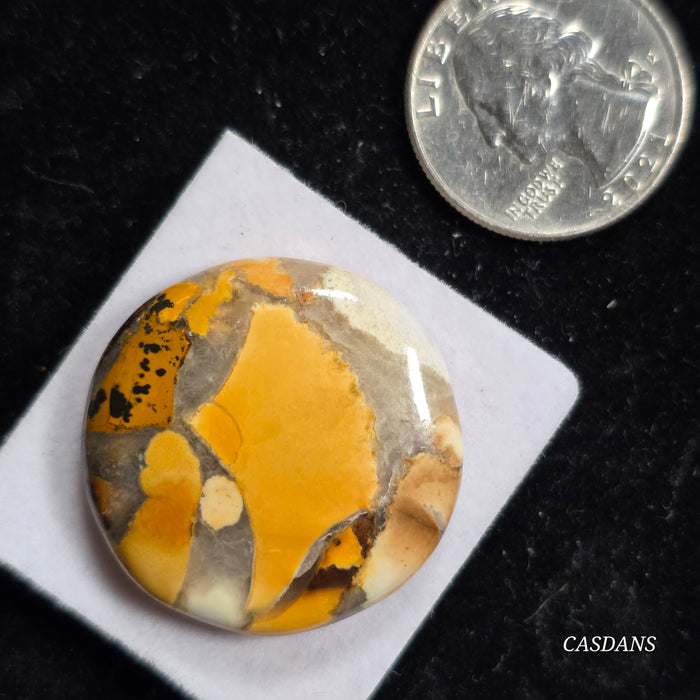 Cobra Jasper