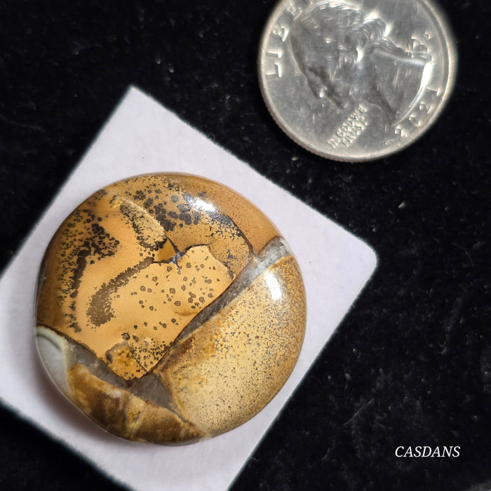 Cobra Jasper