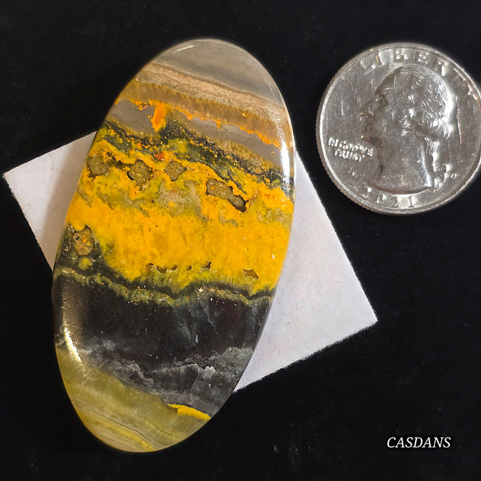 Bumblebee Jasper