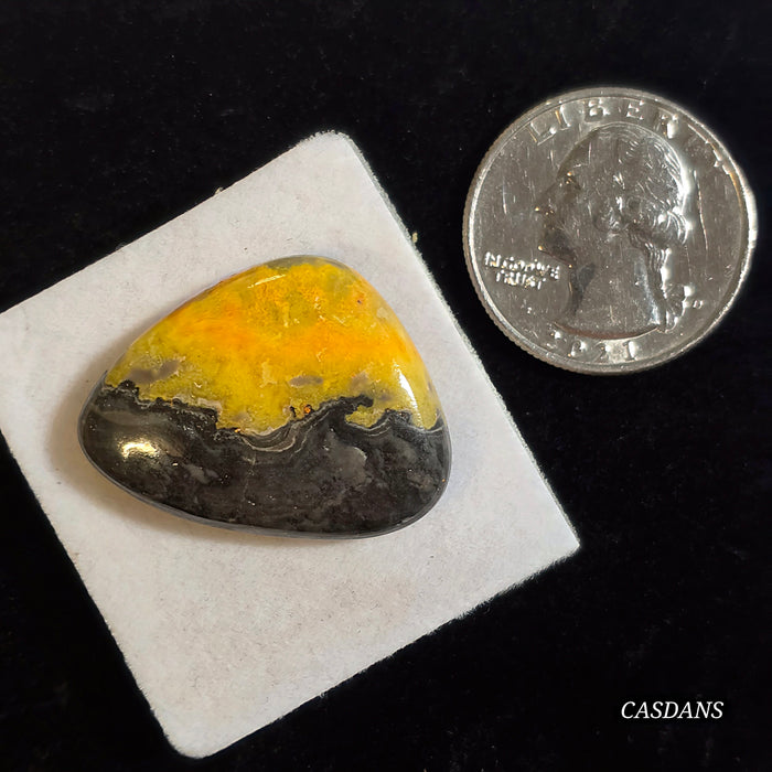 Bumblebee Jasper