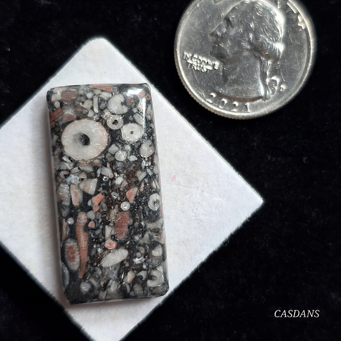 Crinoid Fossil