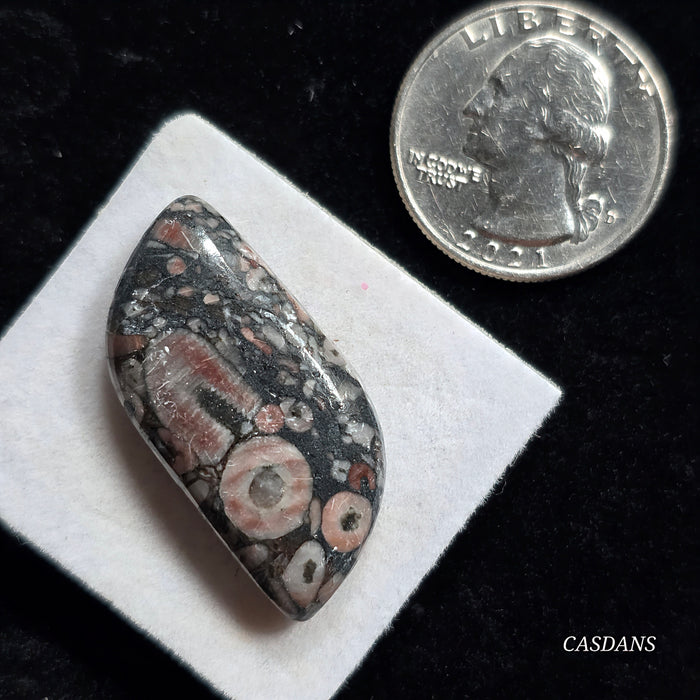 Crinoid Fossil