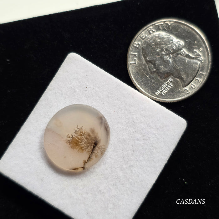 Scenic Dendritic Agate