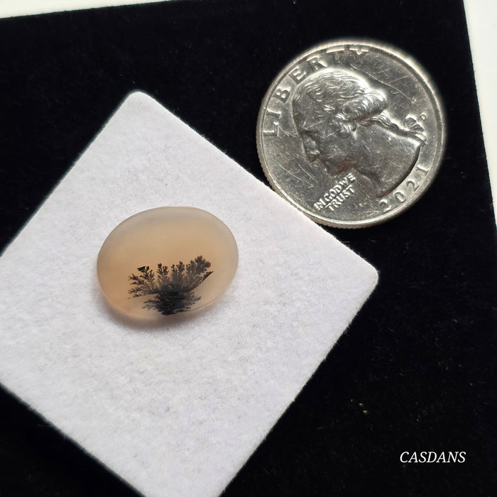 Scenic Dendritic Agate