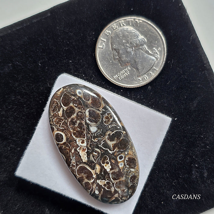 Turritella