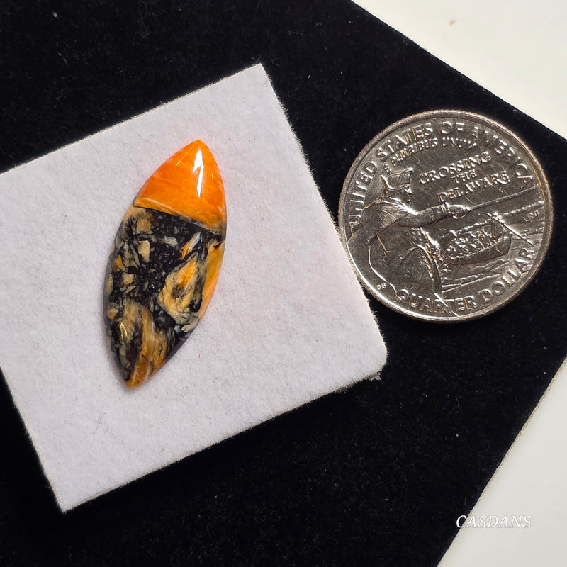 Spondylus Night Composite Cabochon (Spiny Oyster Composite)