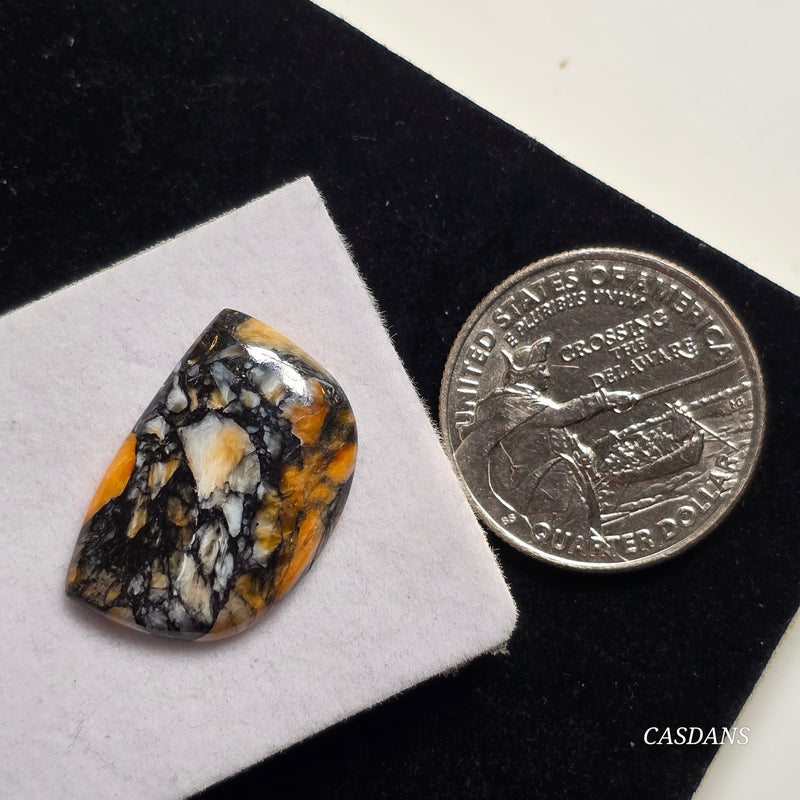 Spondylus Night Composite Cabochon (Spiny Oyster Composite)