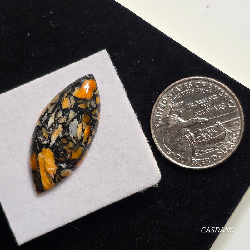 Spondylus Night Composite Cabochon (Spiny Oyster Composite)