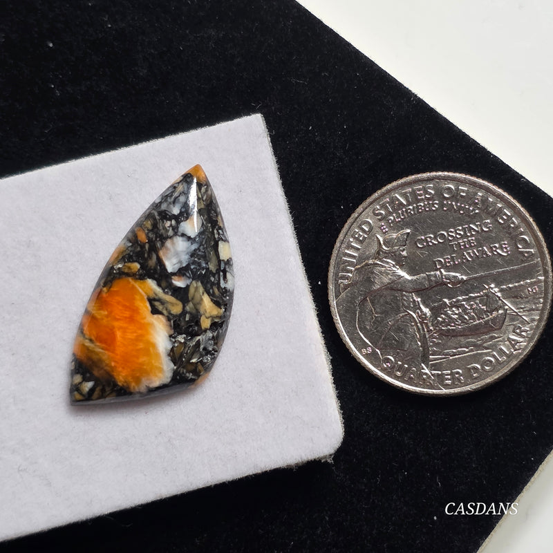 Spondylus Night Composite Cabochon (Spiny Oyster Composite)