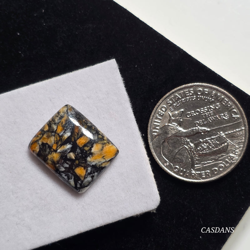 Spondylus Night Composite Cabochon (Spiny Oyster Composite)