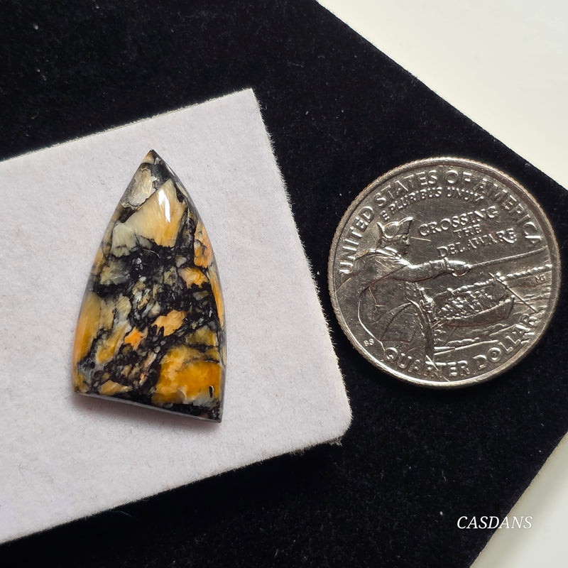 Spondylus Night Composite Cabochon (Spiny Oyster Composite)