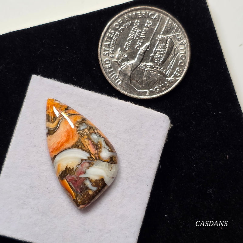 Lion Paw Shell Bronze Composite Cabochon