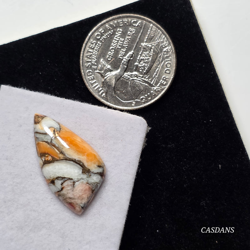 Lion Paw Shell Bronze Composite Cabochon