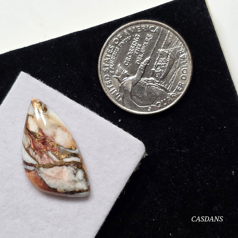 Lion Paw Shell Bronze Composite Cabochon