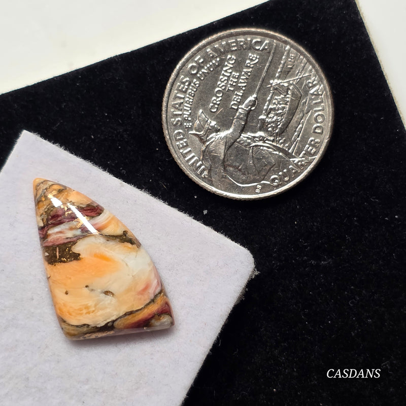 Lion Paw Shell Bronze Composite Cabochon