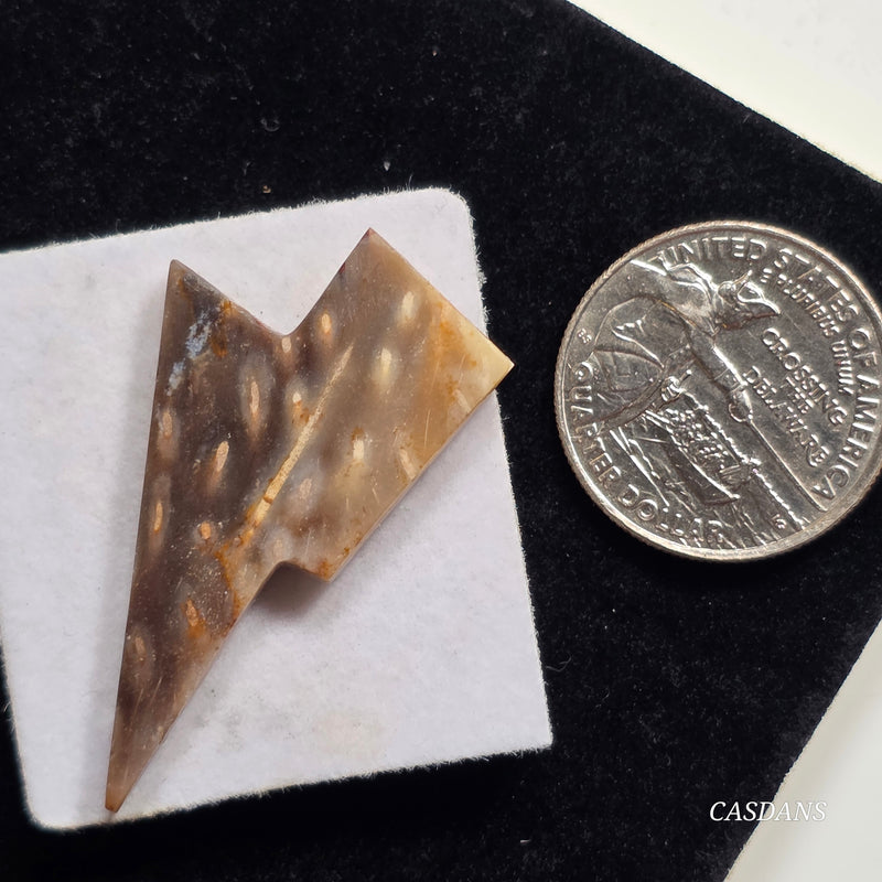 Petrified Palmroot Lightning Bolt Cabochon