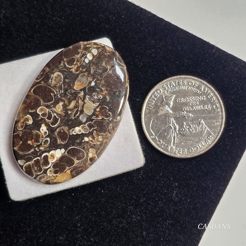 Turritella Cabochon