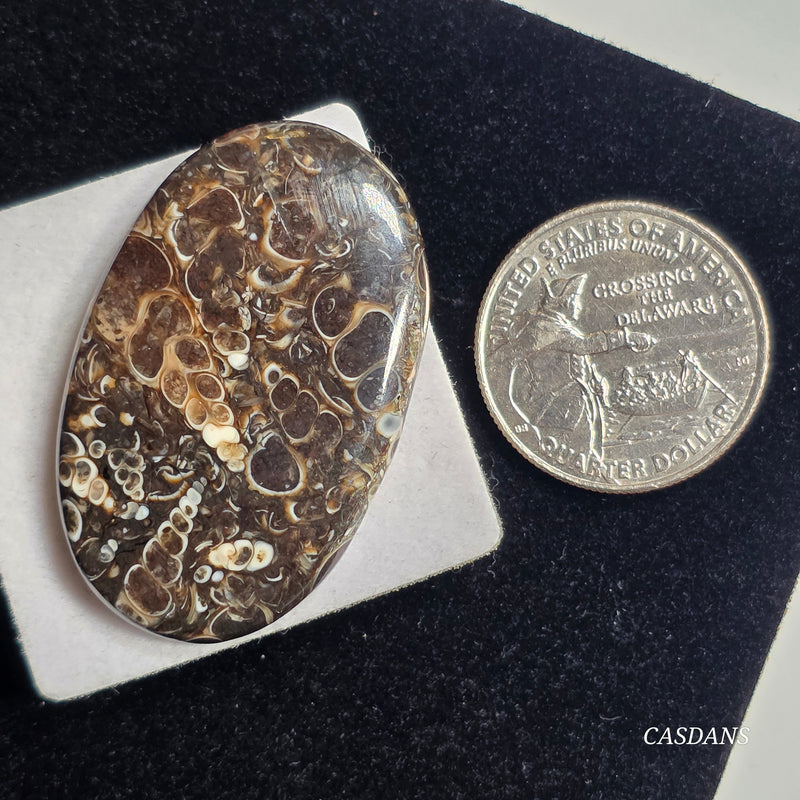 Turritella Cabochon