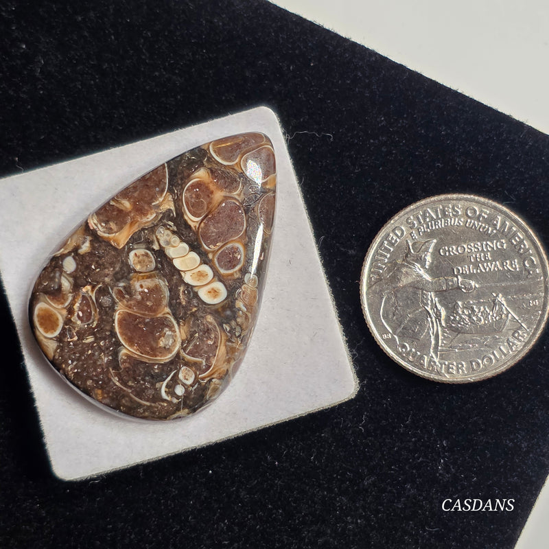 Turritella Cabochon