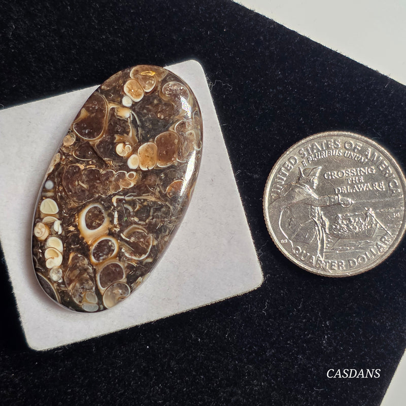 Turritella Cabochon