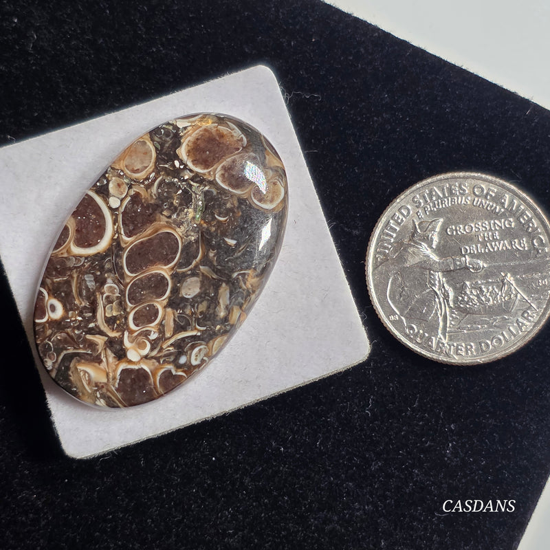 Turritella Cabochon