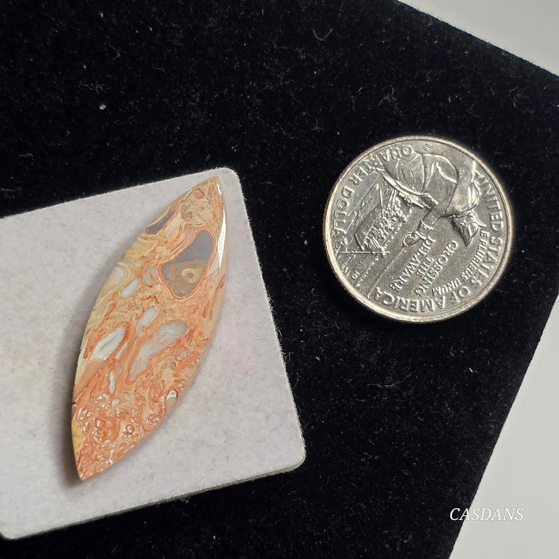 Petrified Palmroot Cabochon