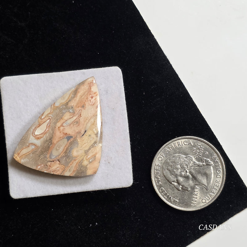 Petrified Palmroot Cabochon