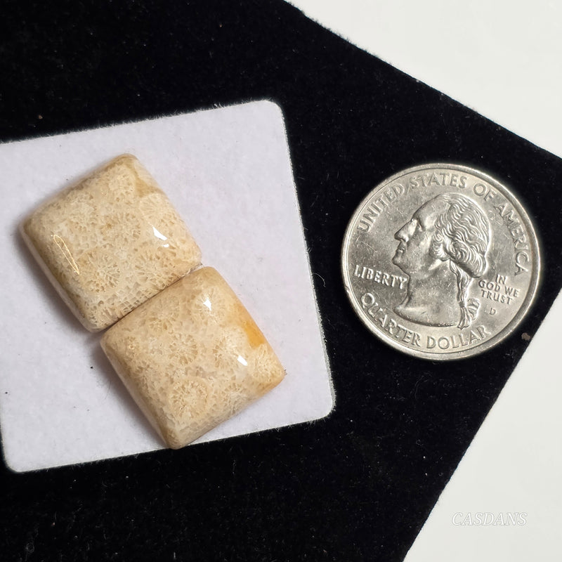Coral Fossil Cabochon Pair