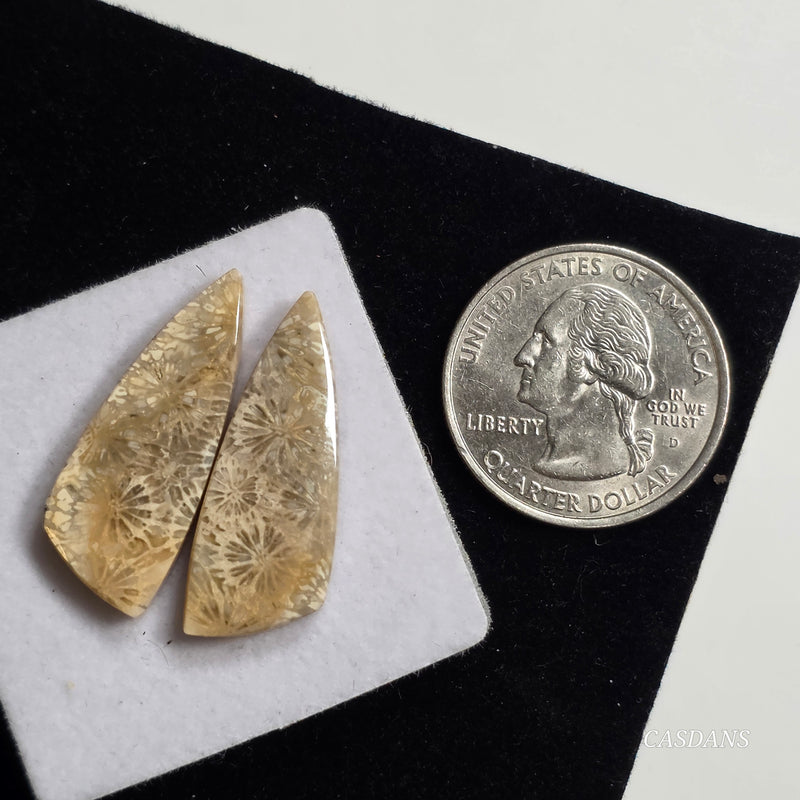 Coral Fossil Cabochon Pair