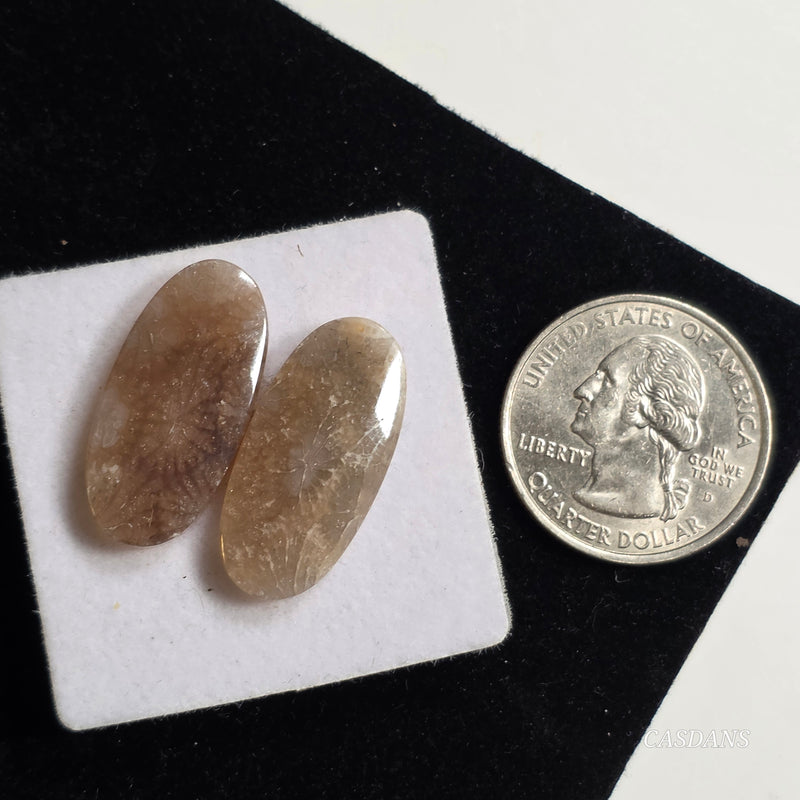 Coral Fossil Cabochon Pair