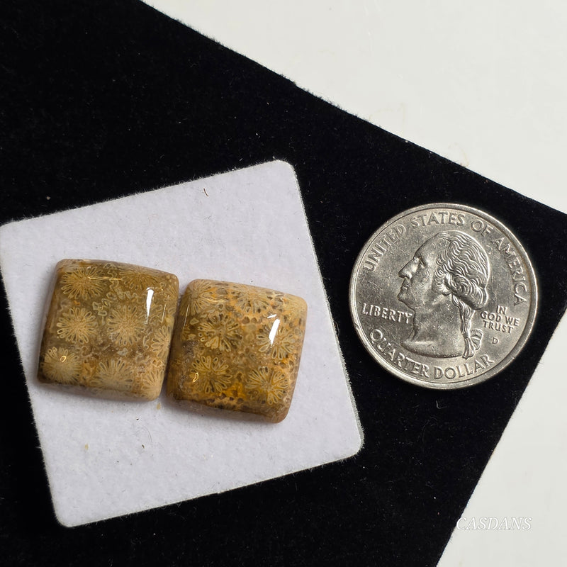 Coral Fossil Cabochon Pair