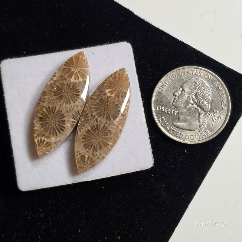 Coral Fossil Cabochon Pair