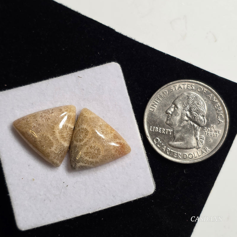 Coral Fossil Cabochon Pair