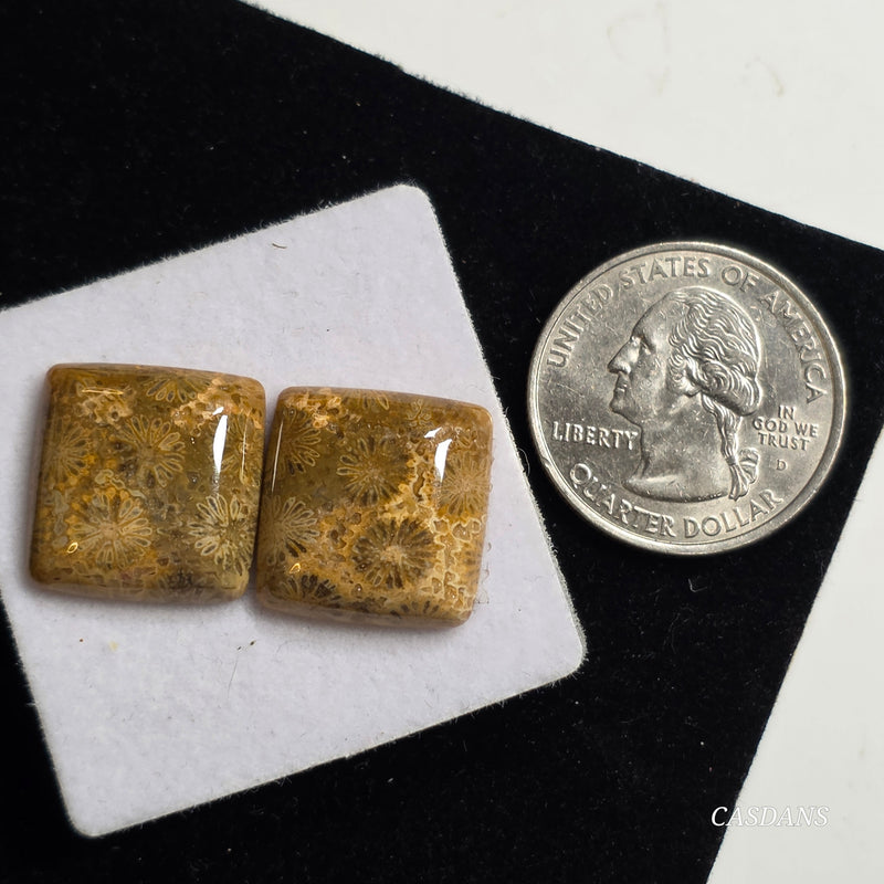 Coral Fossil Cabochon Pair