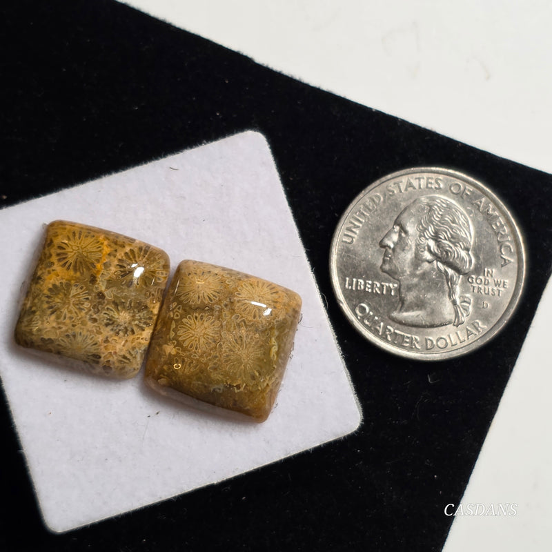 Coral Fossil Cabochon Pair