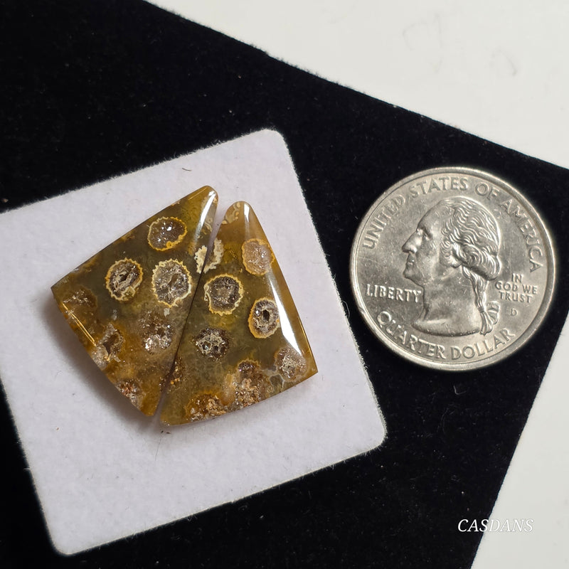 Coral Fossil Cabochon Pair