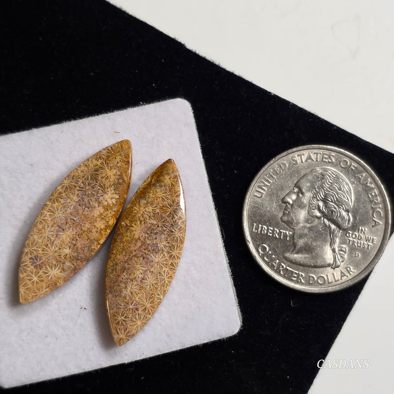 Coral Fossil Cabochon Pair
