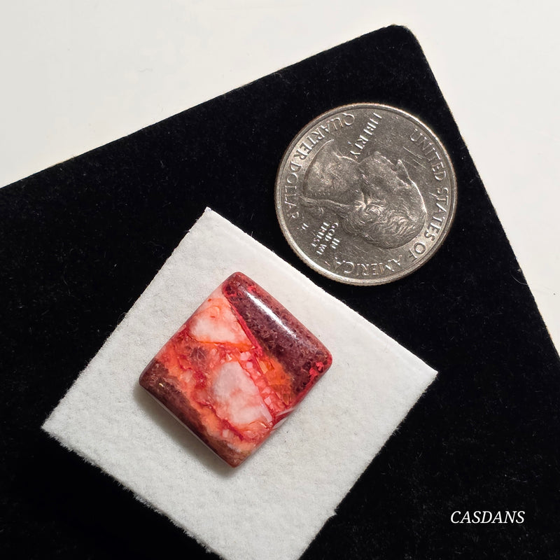 Spondylus Sunset Composite Cabichon