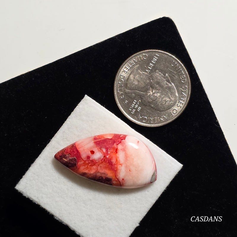 Spondylus Sunset Composite Cabichon